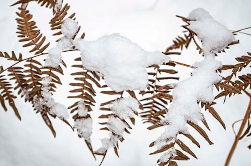 Бесплатное стоковое фото с вид на природу, лист папоротника, покрытый снегом