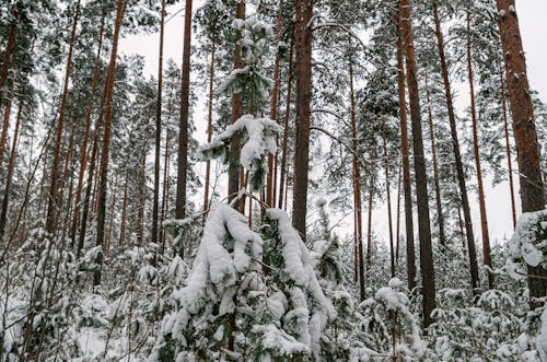Бесплатное стоковое фото с вид на лес, вид на природу, красивый пейзаж