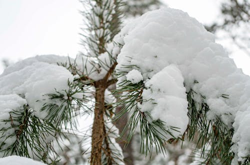Gratis stockfoto met den, natuurzicht, sneeuw bedekt