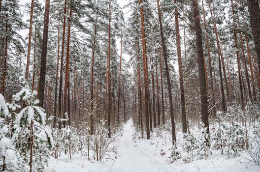 Serene snowy forest path surrounded by tall trees in winter.