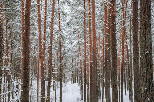 Forest Woods Winter Landscape