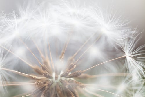 蒲公英, 蒲公英的種子, 蒲公英的花 的 免费素材图片