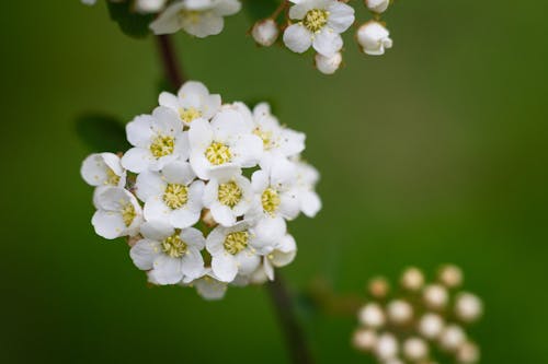 White Flowers in Bloom