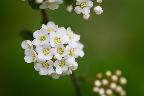 植物群, 特写, 白色的花朵 的 免费素材图片