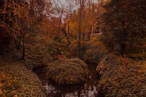 View of an Autumnal Forest with Orange Trees