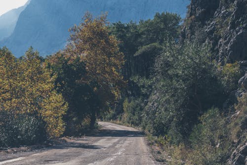 Green Trees Near Mountain