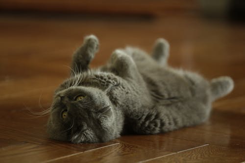 A Scottish Fold on the Floor 