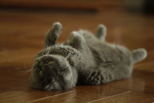 A playful Scottish Fold cat lying belly-up on a wooden floor indoors.