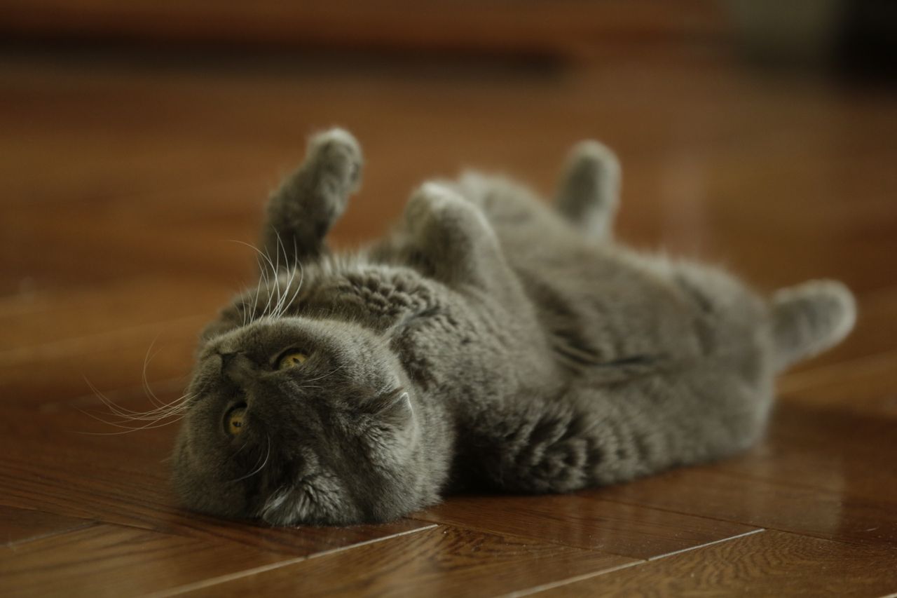 a playful scottish fold cat lying belly up on a wooden floor indoors
