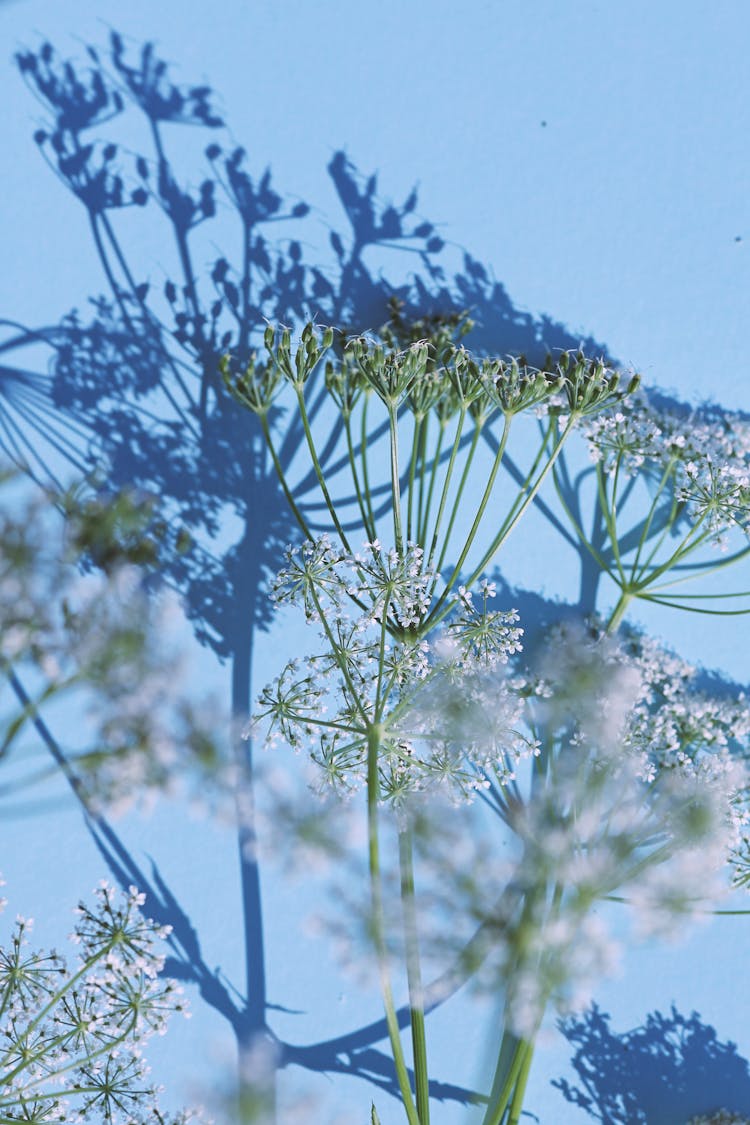 Close Up Daucus Carota