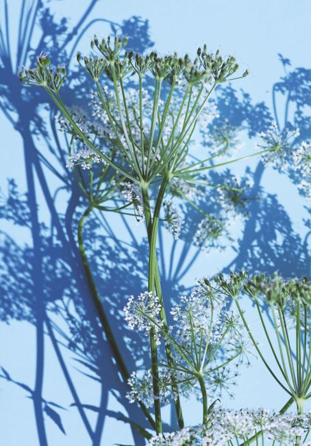 High angle shot of cow parsley flowers casting shadows on a blue background.