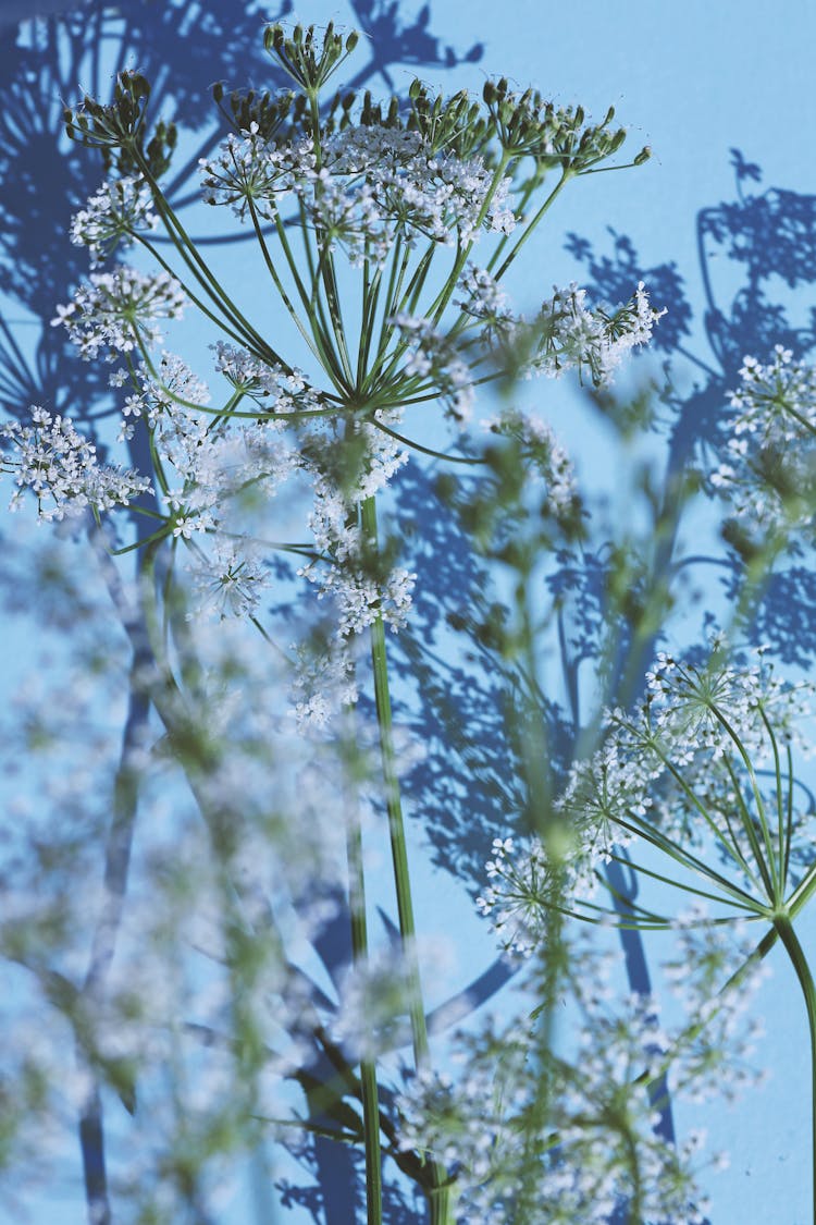 Close Up Daucus Carota