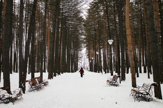 A lone figure walks down a snow-covered park path lined with tall trees.