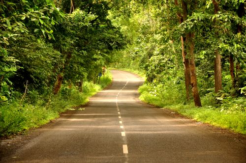 Free Peaceful journey down an empty road surrounded by lush green trees. Stock Photo