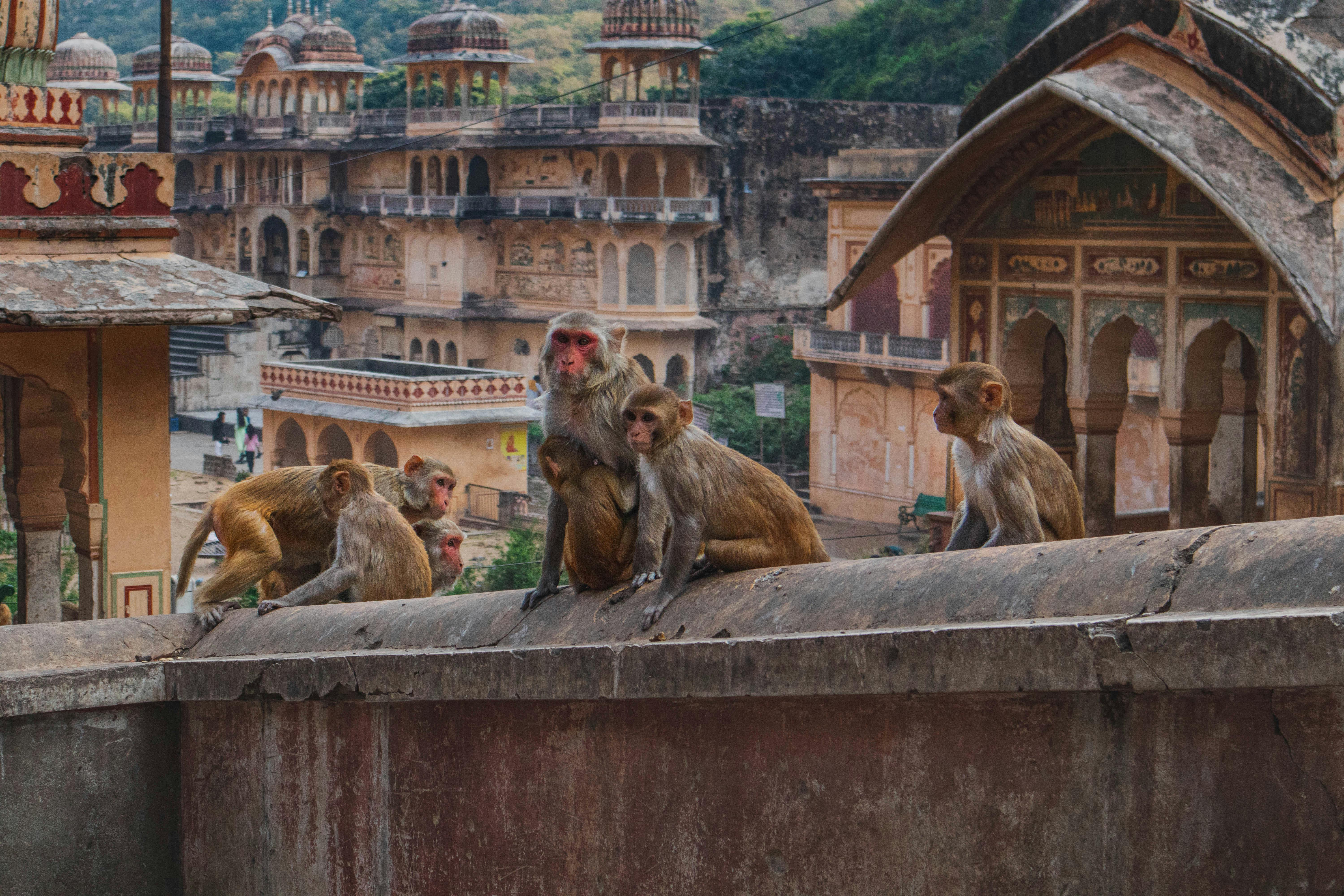 Urban Development and Wildlife Habitat: Striking the Right Balance