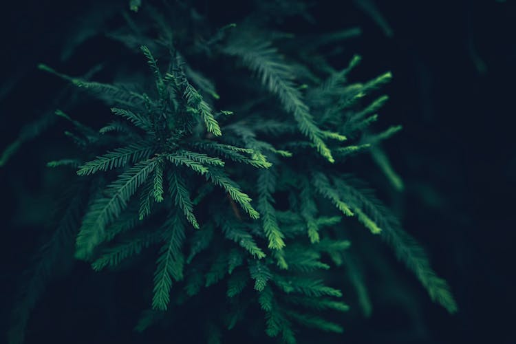 Small Bald Cypress Branches