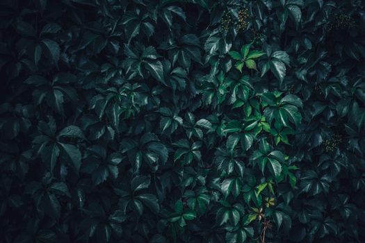 Dense ivy leaves cover the wall creating a lush and vibrant green backdrop.