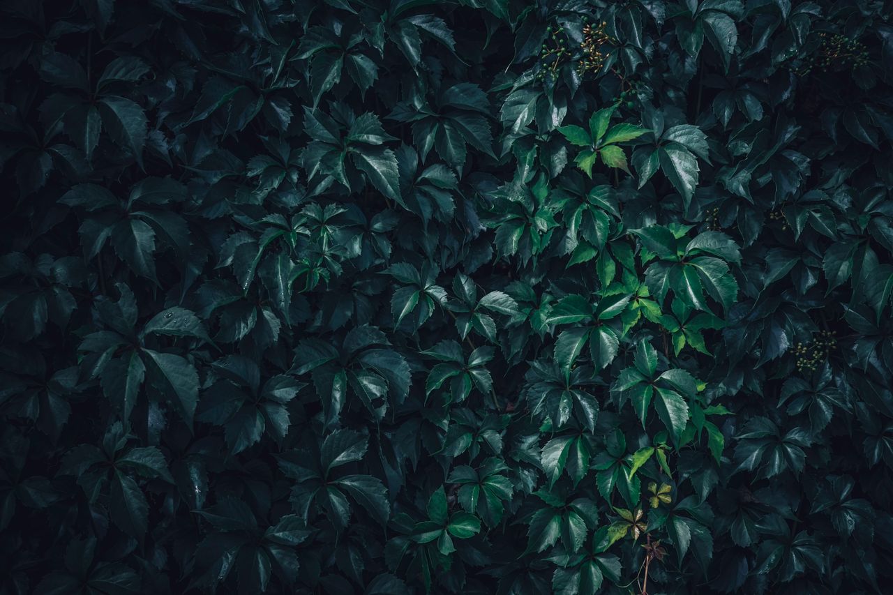 dense ivy leaves cover the wall creating a lush and vibrant green back