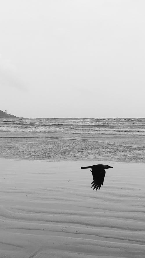 Silhouette of Bird Flying over Body of Water