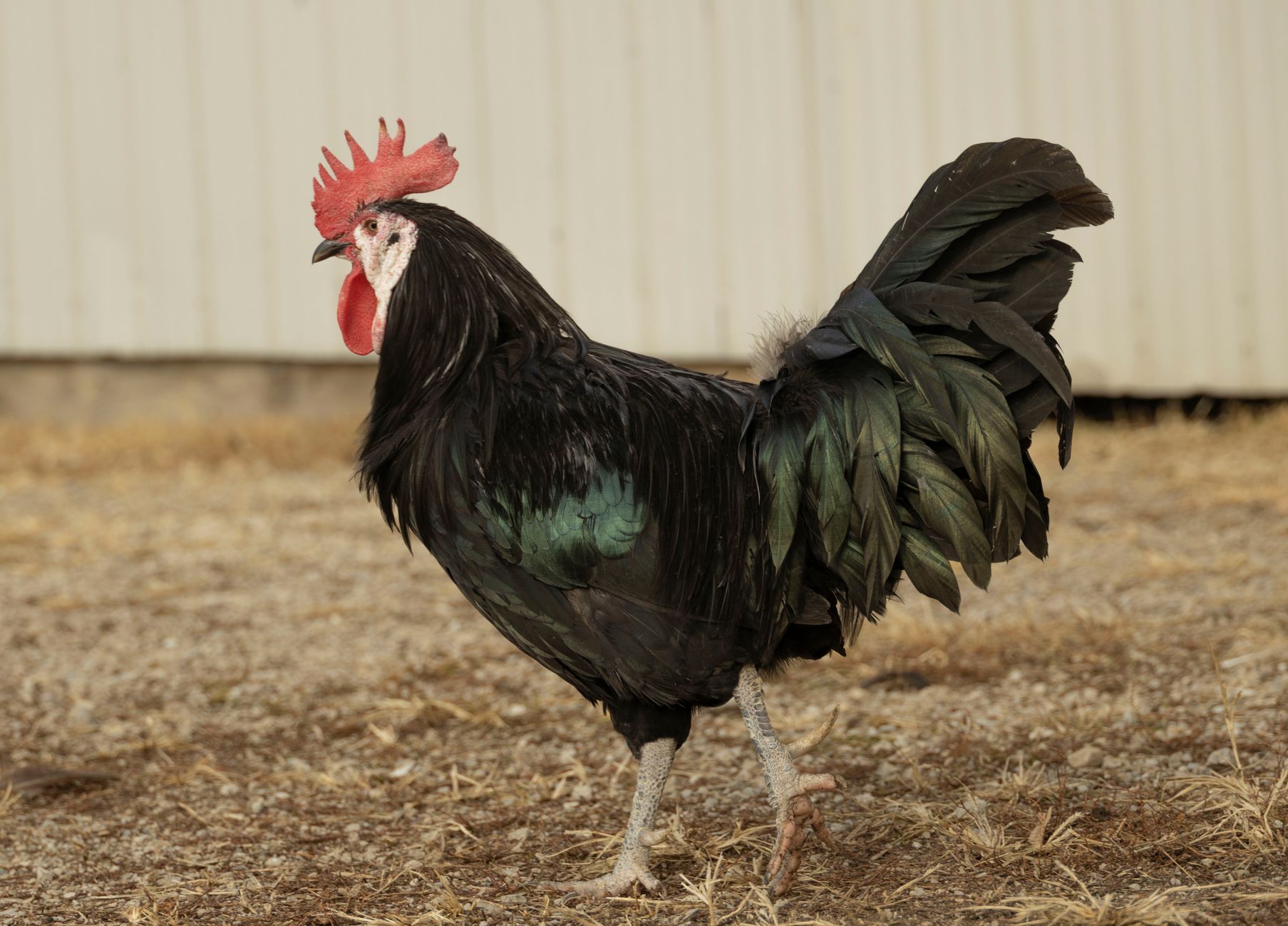 A Vietnamese heritage rooster standing calmly in a village garden at sunrise, symbolizing responsible cultural preservation