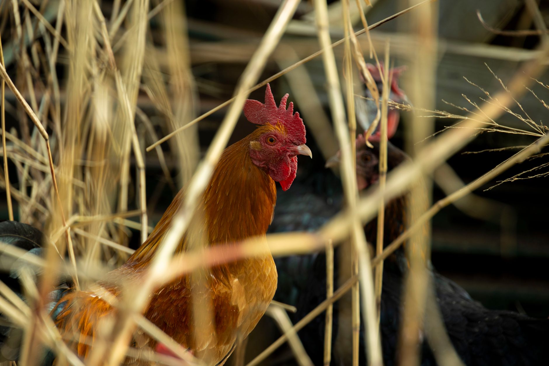 A colorful rooster amidst straw on a rural farm, showcasing its vibrant comb and feathers.