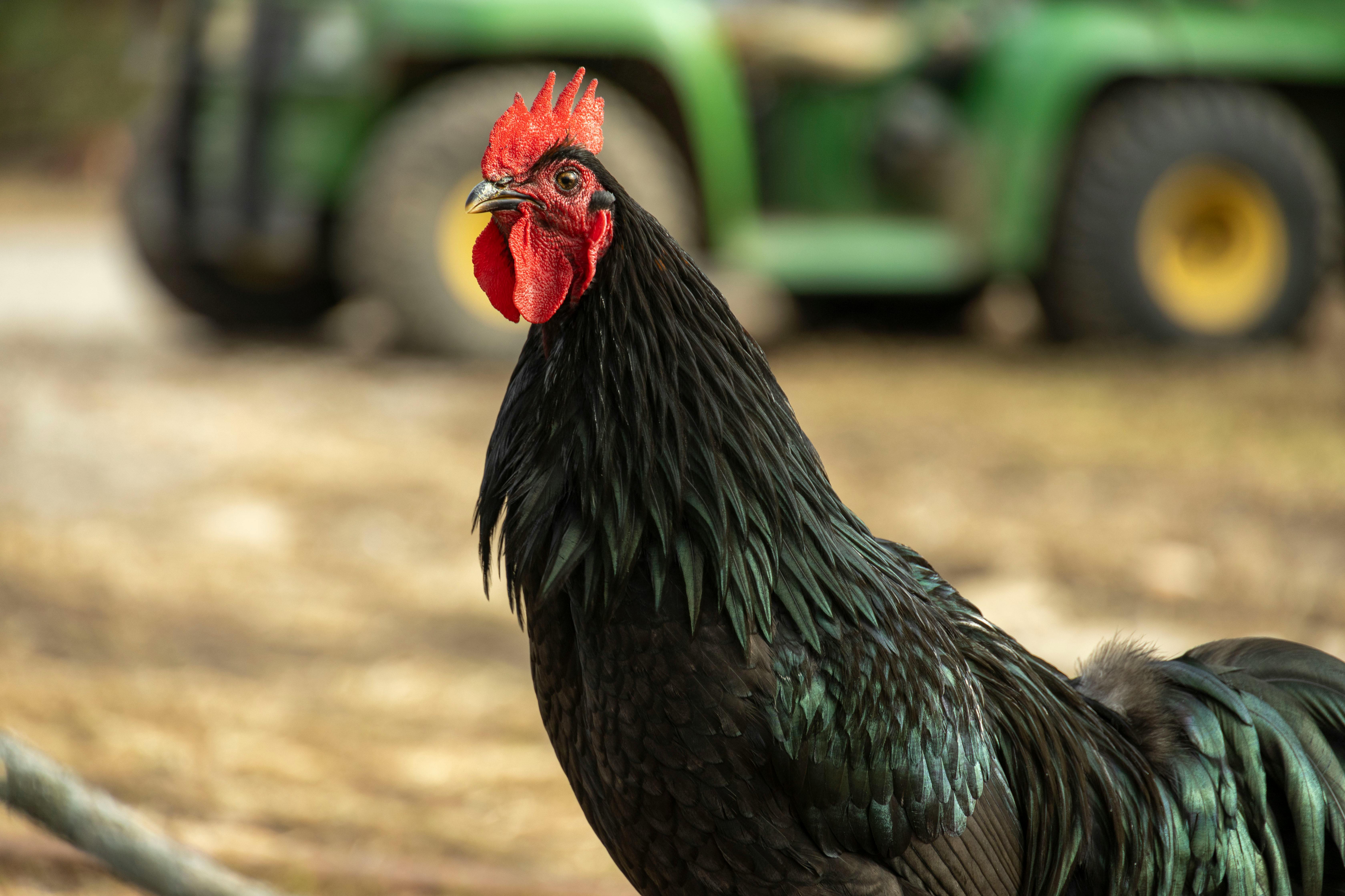 a black rooster in close up photography