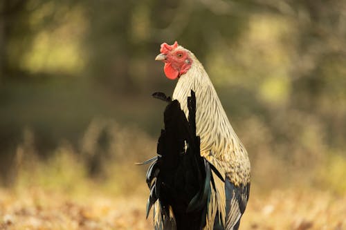 Roaster with Yellow Feathers