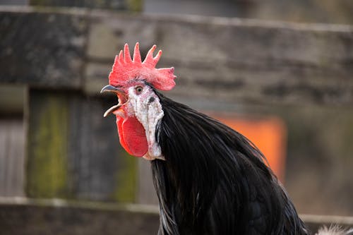 A Rooster Crowing in Close-up Photography
