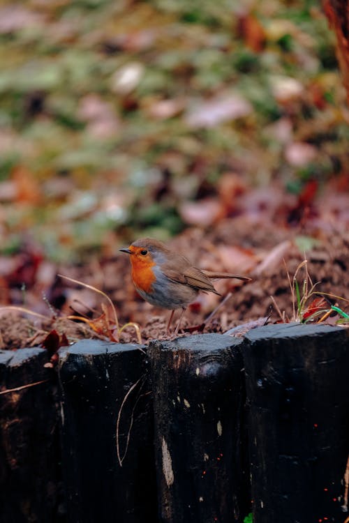 European Robin Bird on Wooden Fence 