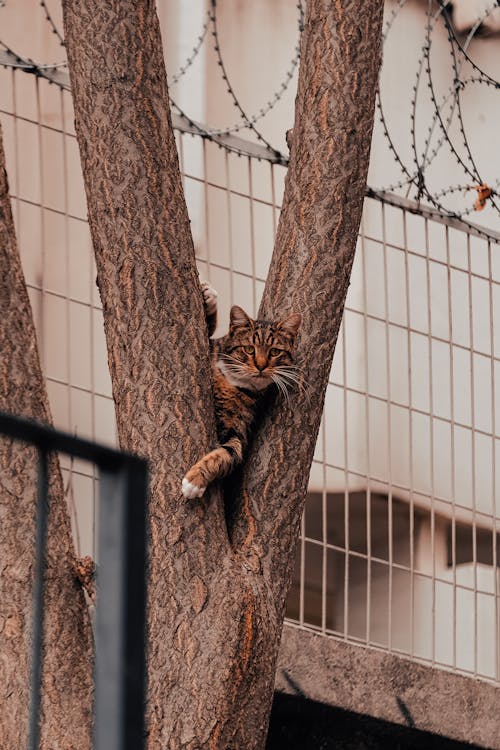 A Tabby Cat on a Tree