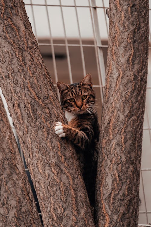 Photo of Cat on Tree Trunk