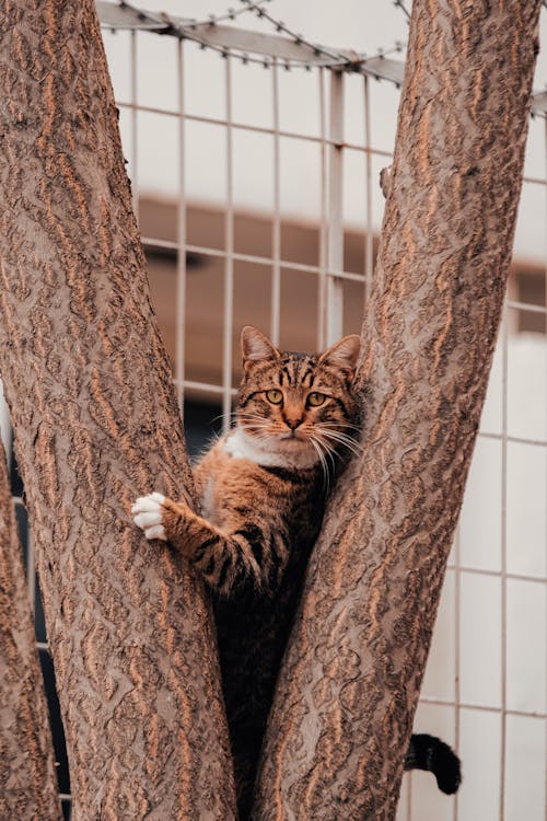 Photo of a Tabby Cat on a Tree