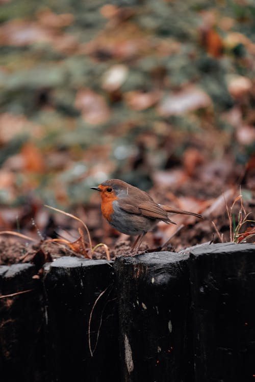 Close-up of a Bird on the Wooden Fence