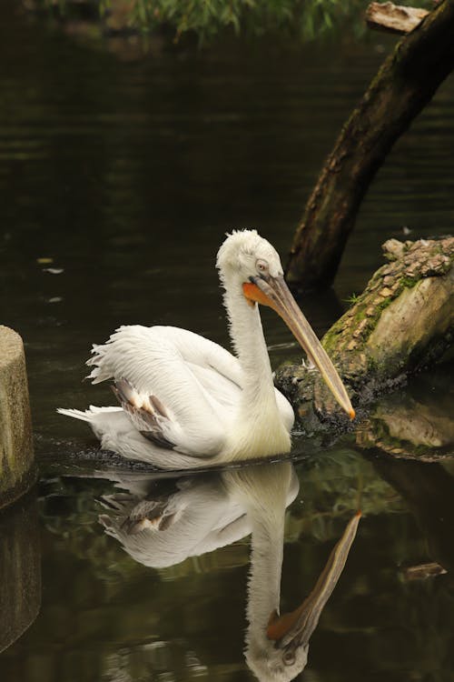 Close-Up Photo of White Pelican on Water