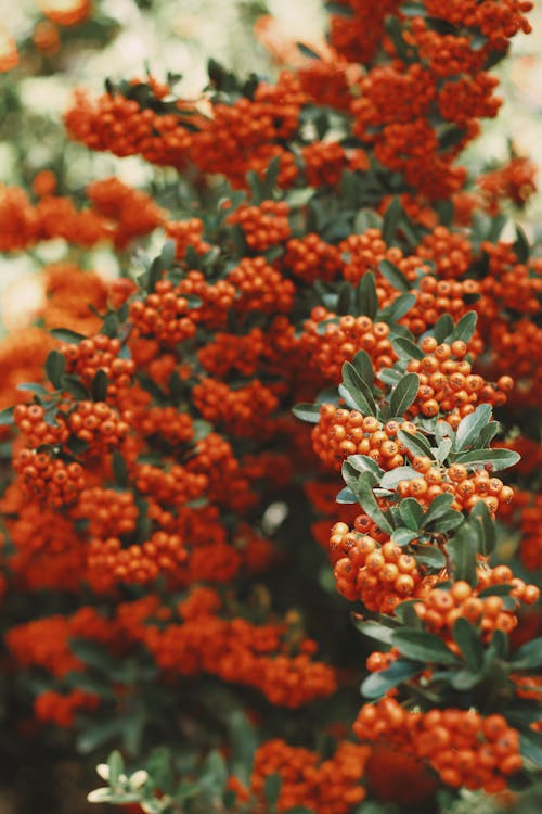 Close-up of Firethorn Branches 