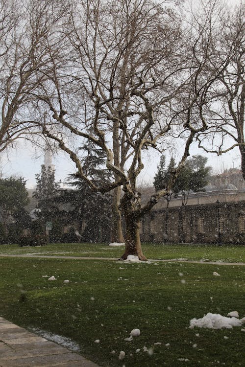 ağaç, dikey atış, kar içeren Ücretsiz stok fotoğraf