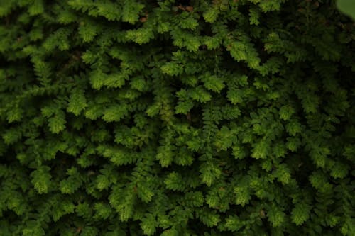 Green Leaves of a Plant in Close-up Photography