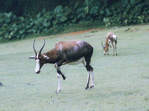 Antelopes on Green Grass Field