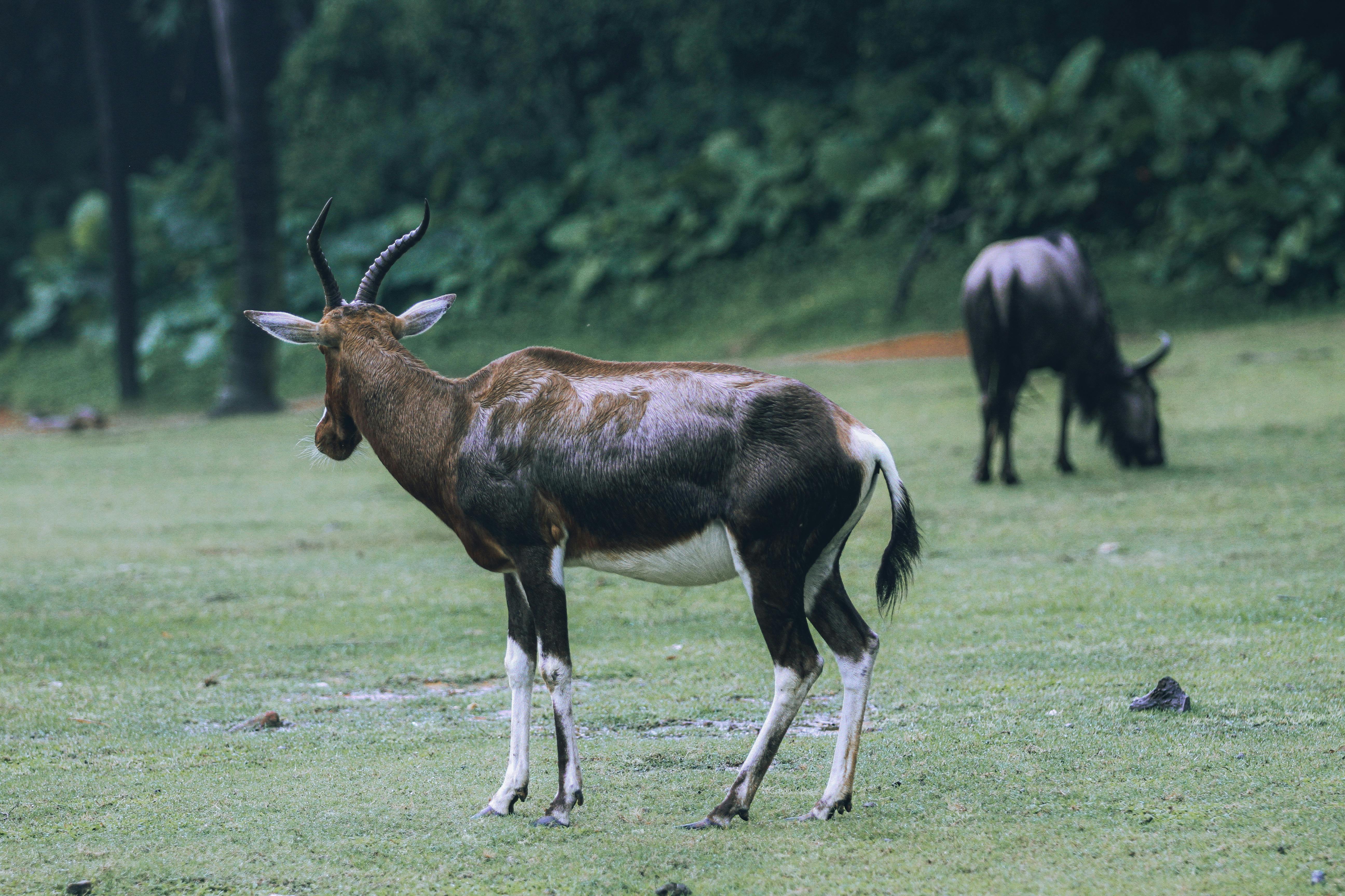 grátis Foto profissional grátis de África, animais selvagens, animal Foto profissional