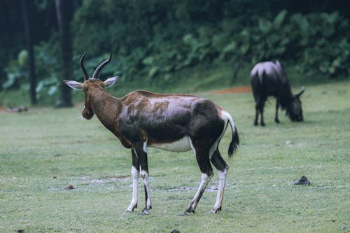 Photograph of a Blesbok on the Grass