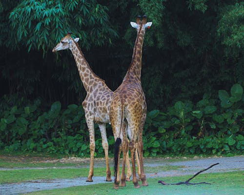 Brown Giraffes near Green Trees