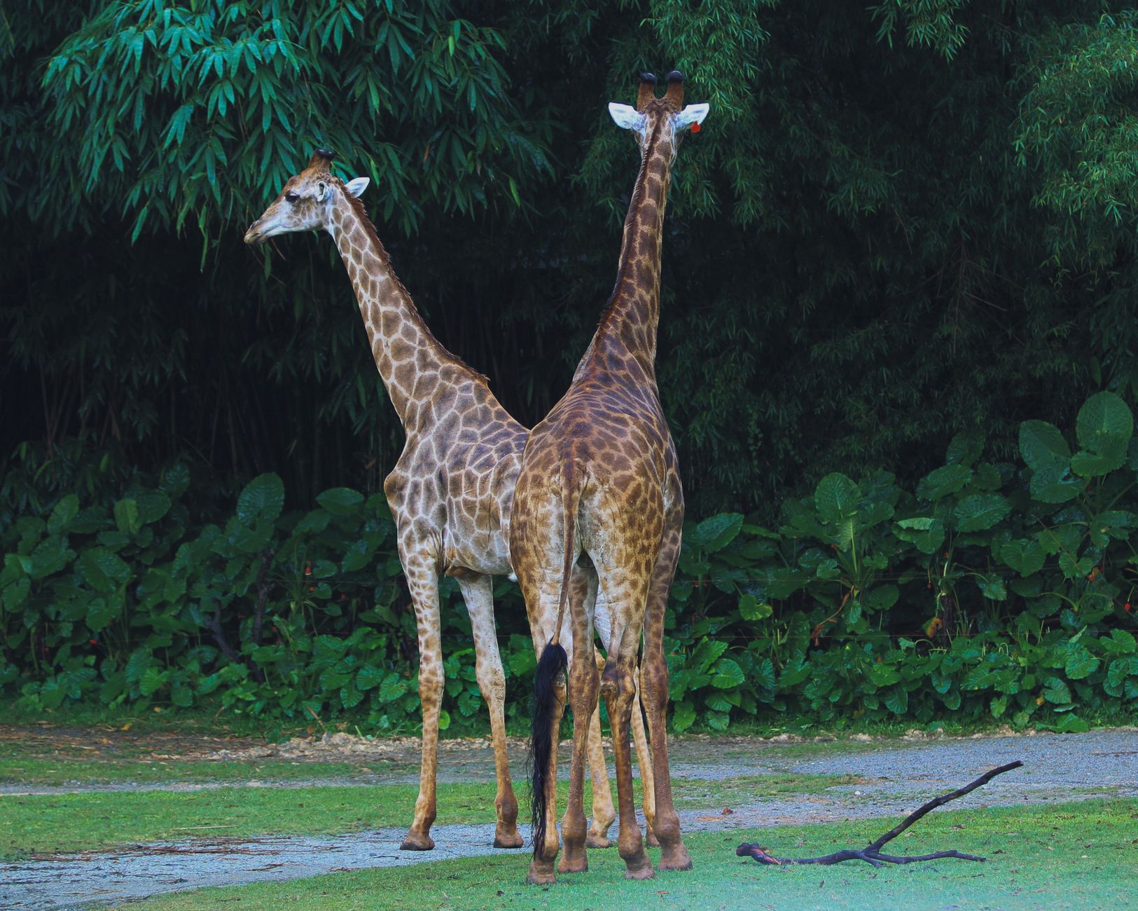 Giraffes at Safari World drive-through park east of Bangkok