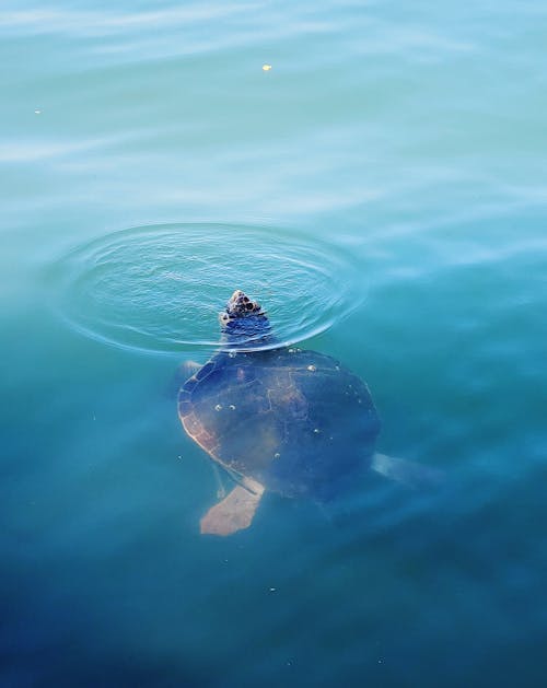 Foto profissional grátis de água, animal aquático, carapaça