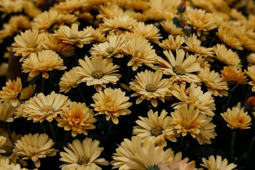 Photos gratuites de chrysanthèmes, fleurs jaunes, flore