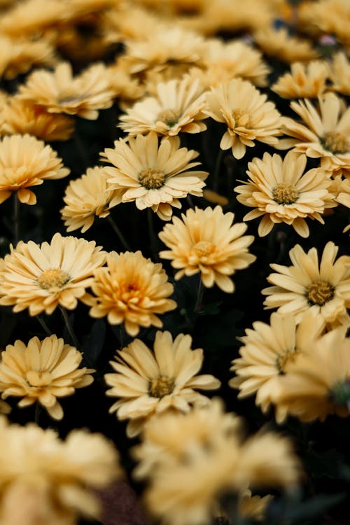 垂直拍攝, 植物群, 綻放的花朵 的 免費圖庫相片