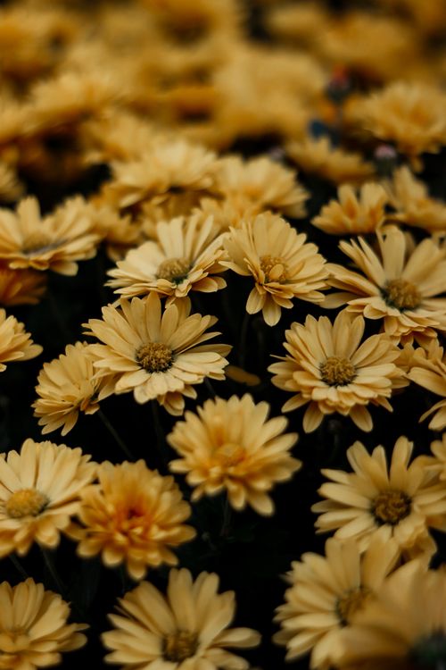 Free Captivating close-up of vibrant yellow chrysanthemums in full bloom, showcasing nature's beauty. Stock Photo