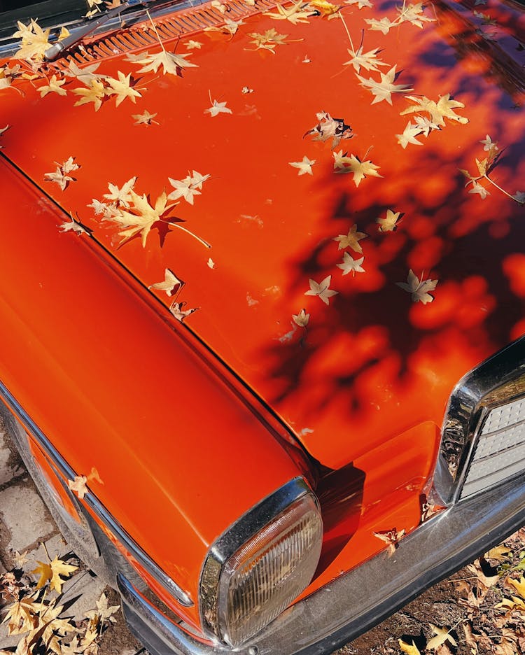 Dried Leaves On The Hood Of A Vintage Car