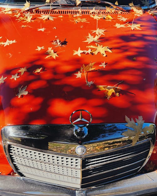 Dried Maple Leaves on the Hood of an Orange Car