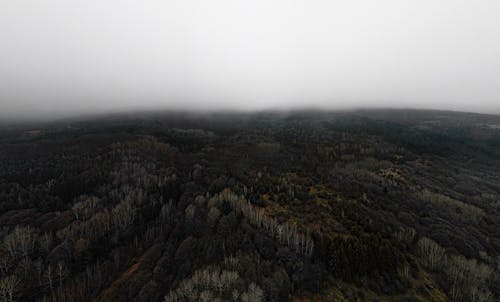 Fog over Forest on Plains