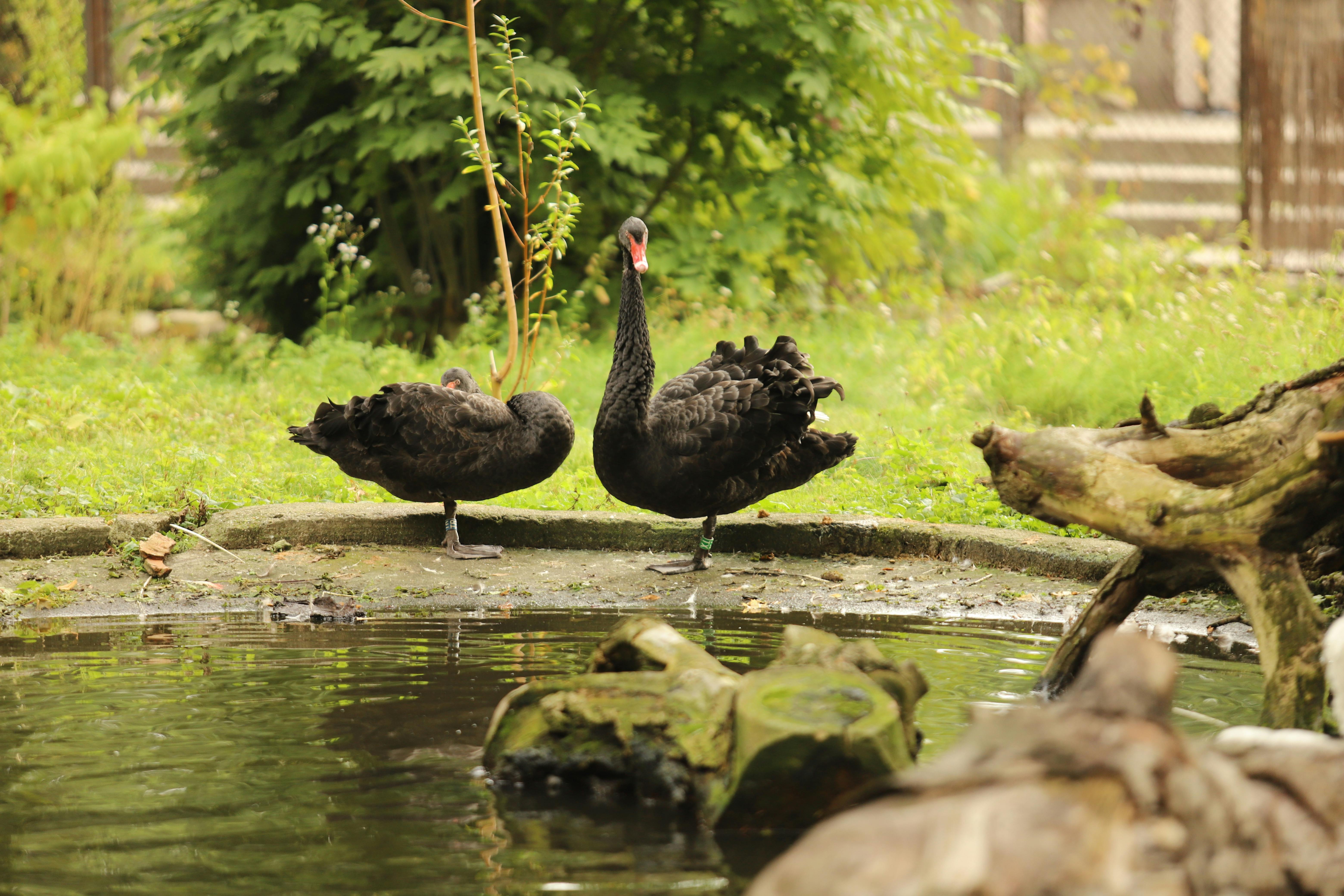 Do animals go to heaven in Christianity?